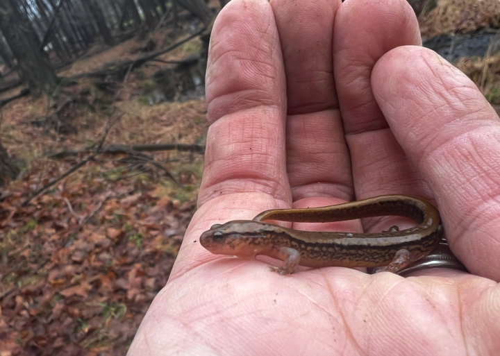 Two-lined Salamander